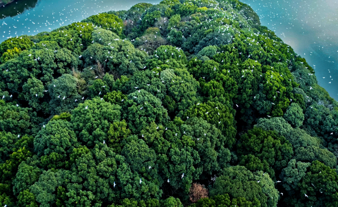 航拍大群飞鸟白鹤白鹭树林生态绿色丛林