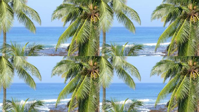 棕榈叶海景自然树棕榈树