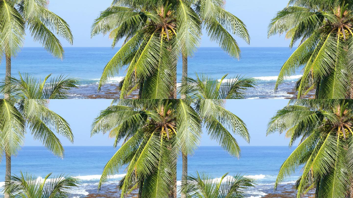 棕榈叶海景自然树棕榈树