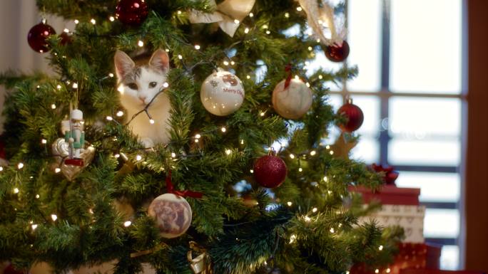 猫在装饰好的圣诞树周围玩耍