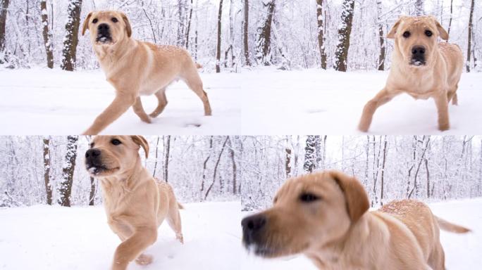 雪地里小狗金毛拉布拉多奔跑