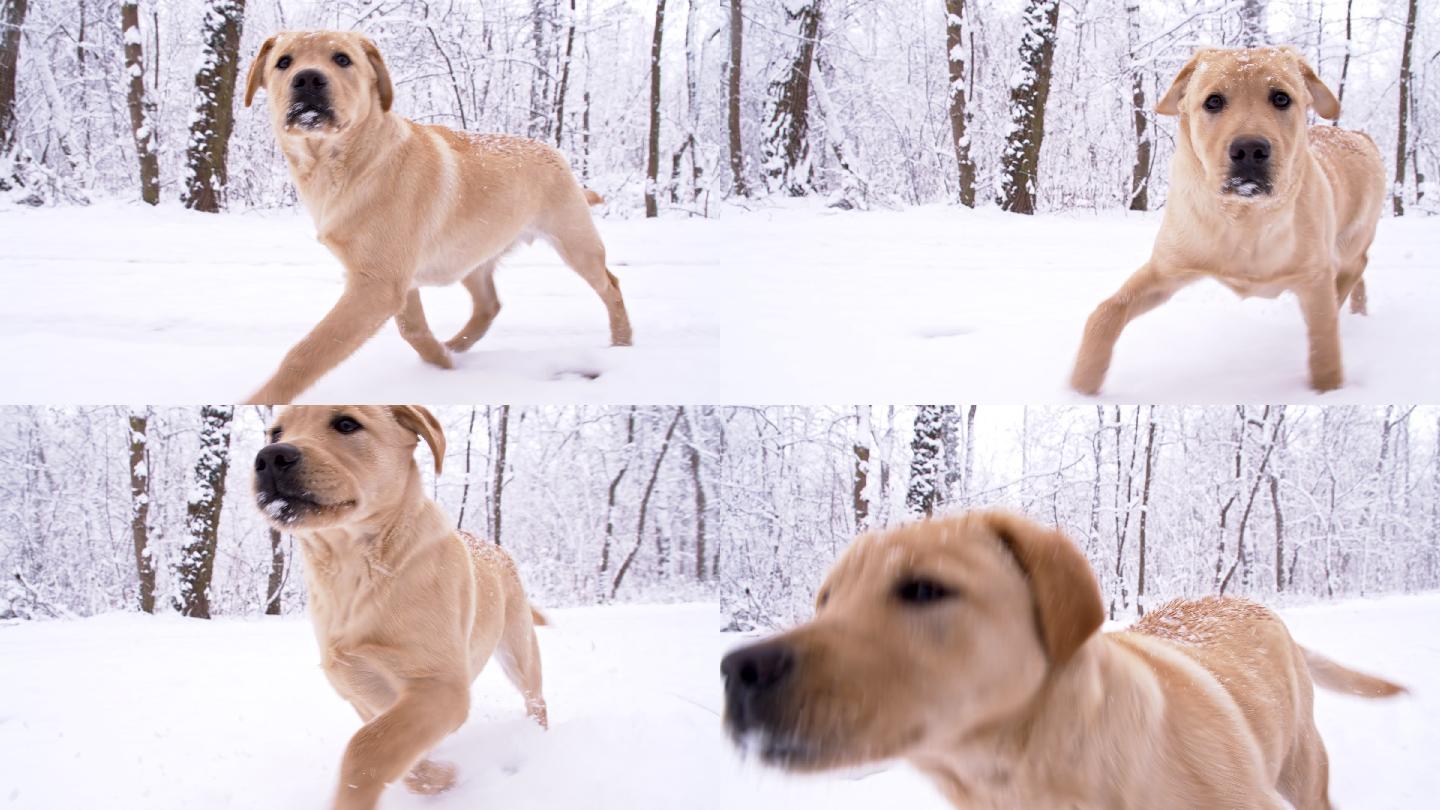 雪地里小狗金毛拉布拉多奔跑