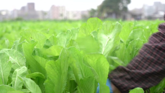 冬天菜地 摘菜