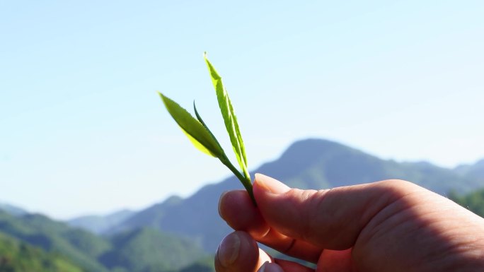 实拍工夫红茶原产地祁门红茶鲜叶