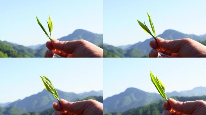 实拍工夫红茶原产地祁门红茶鲜叶