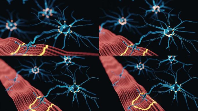 神经肌肉接头系统-解剖学大脑神经元-突触