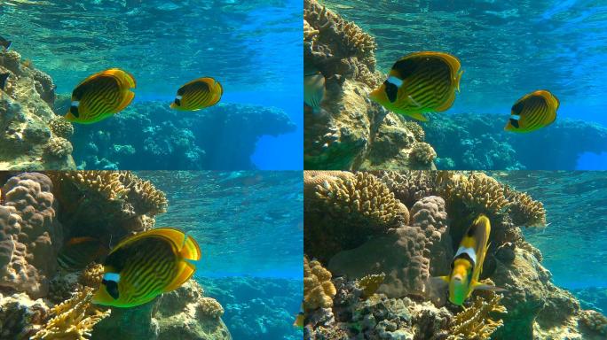 一对蝴蝶鱼在美丽的珊瑚礁附近游动。