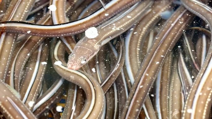 鳗鱼水产养殖场养殖户