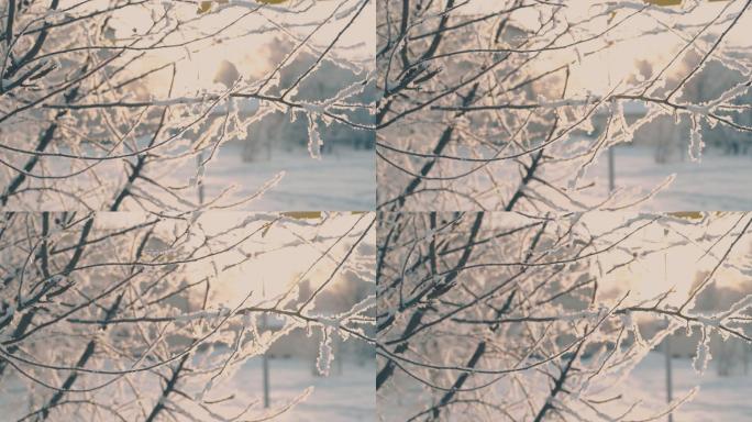 冬季公园里覆盖着白霜的细树枝
