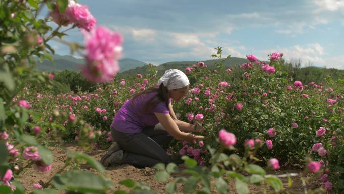 保加利亚玫瑰种植园