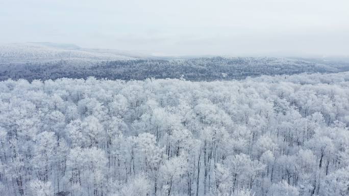 冬季北方自然森林冬天雪景航拍林海雪原林场