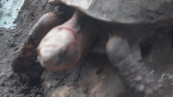 爬行动物象龟宠物龟长寿坚硬外壳 (5)