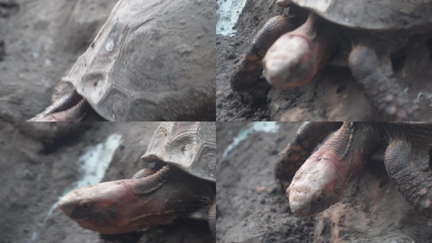 爬行动物象龟宠物龟长寿坚硬外壳 (5)