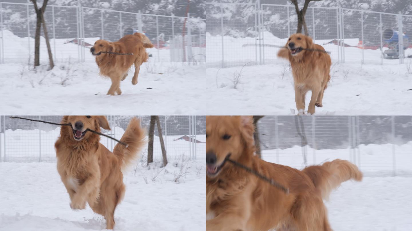 金毛在雪地里含棍子奔跑