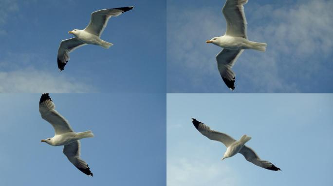 海鸥在蓝天上飞翔飞鸟翱翔实拍视频海上鸥鸟