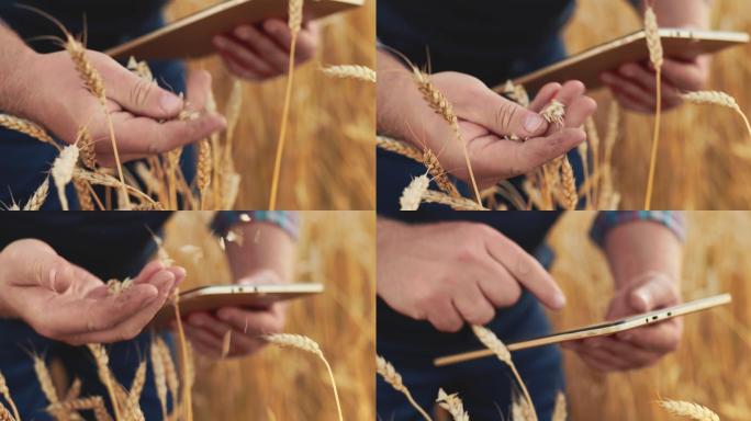农学家正在使用科技平板电脑来检查小麦