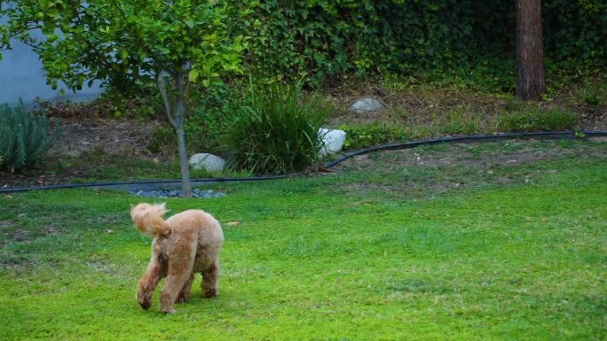 小狗接网球遛狗草地草坪