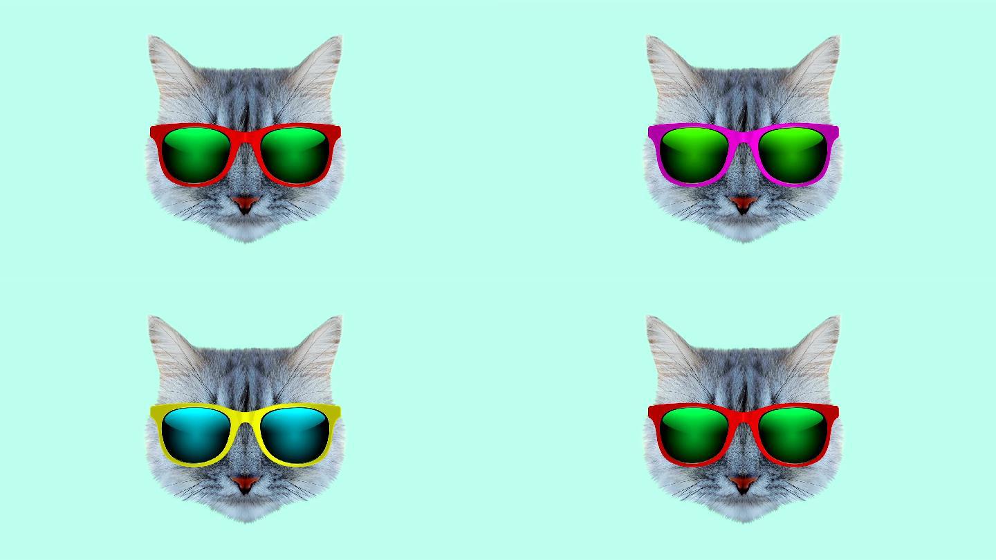 戴眼镜的加菲猫咪图片_蛙客网viwik.com