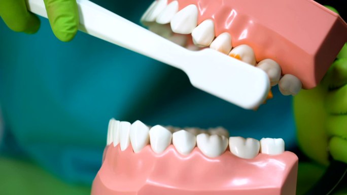 牙医用牙刷清洁下颌模型