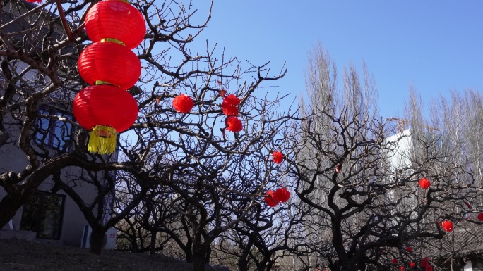 龙爪槐树上绿化带挂灯笼喜庆春节气氛