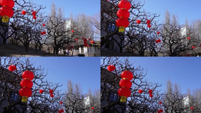 龙爪槐树上绿化带挂灯笼喜庆春节气氛