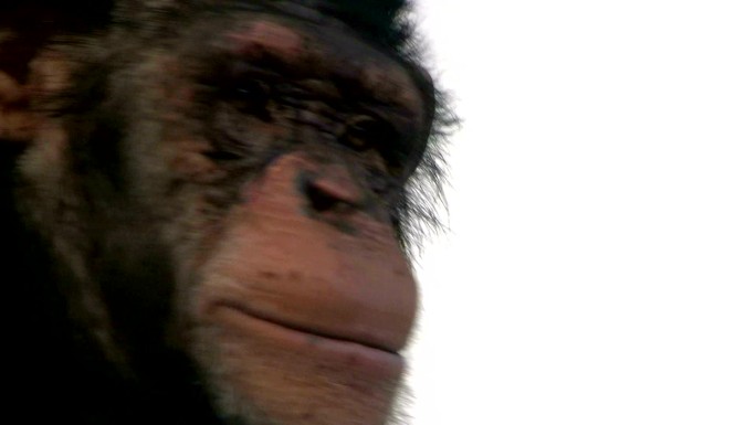 黑猩猩大猩猩实拍视频特写镜头