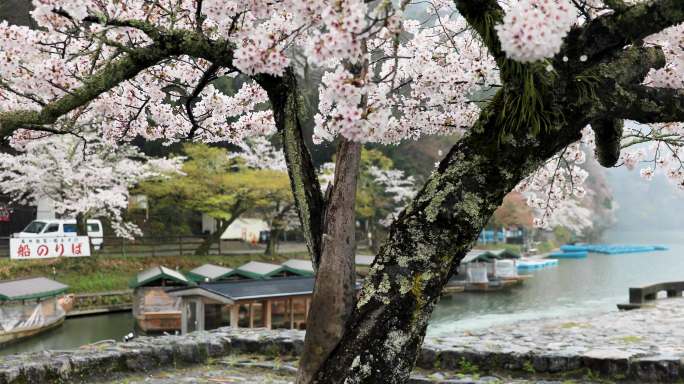 京都盛开绽放游船河道生机勃勃