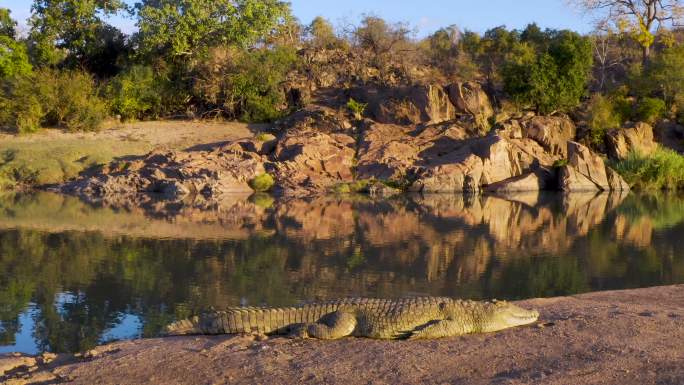 一条躺在河岸边晒太阳的大鳄鱼