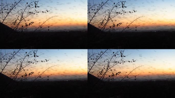 数万只蝙蝠飞向夕阳