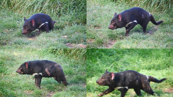 袋獾大自然跑动自然