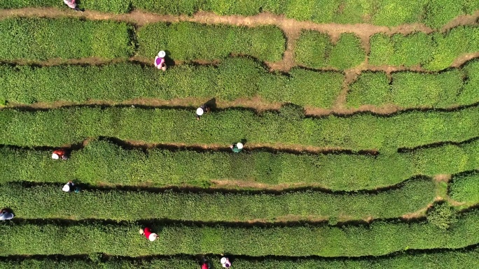 4K高淳淳青茶园航拍