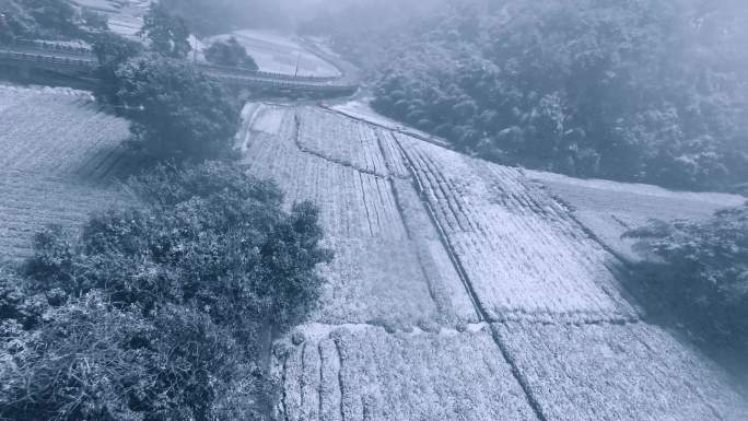杭州茶园雪中穿越机航拍
