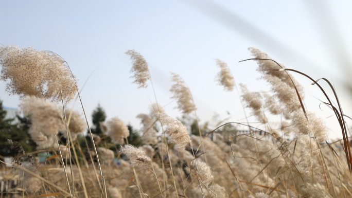 一片芦苇棒被风吹拂空镜头