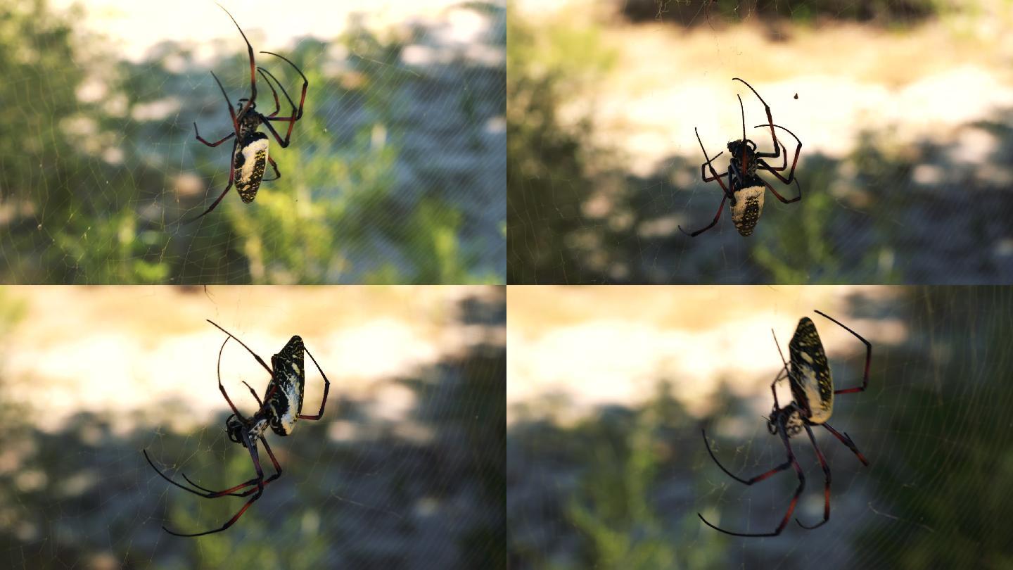 蜘蛛蜘蛛结网特写微距大自然生态通用素材