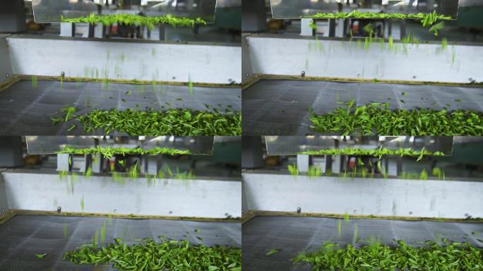 茶叶制作工艺过程