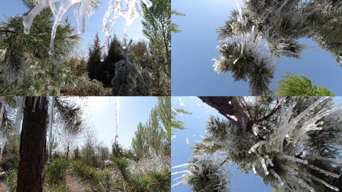 春季树木结冰的冰凌冰挂