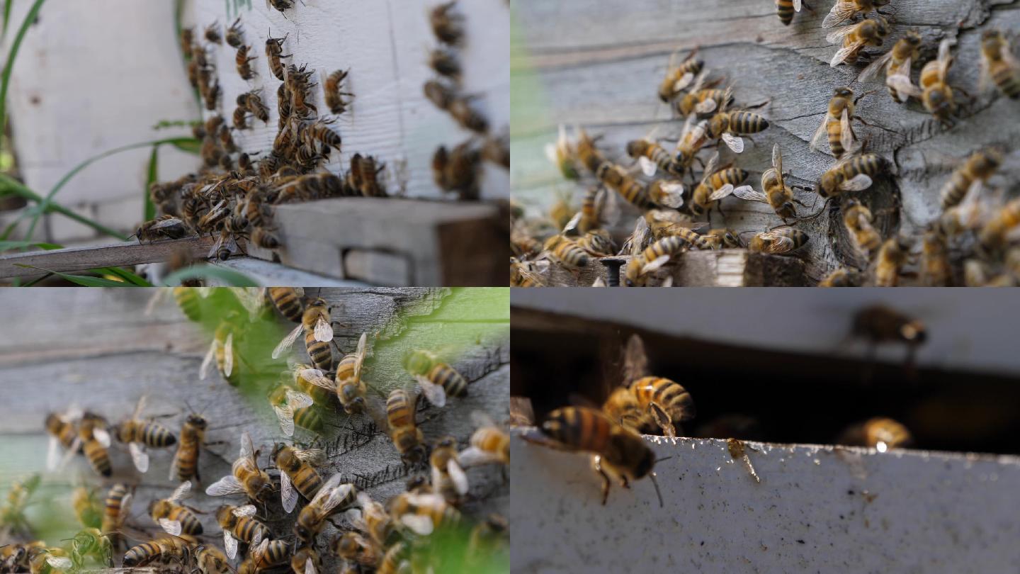蜜蜂采蜜回巢