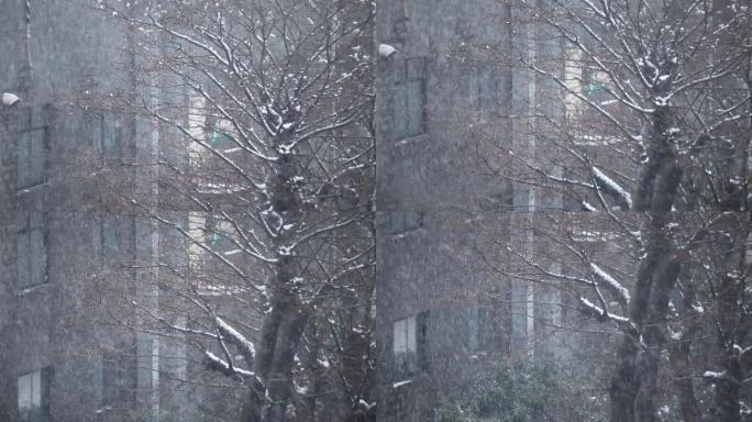 下雪枯枝败叶