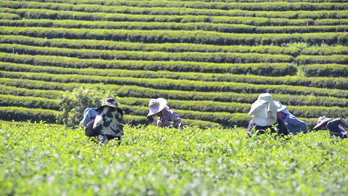 农民在茶园里采集茶叶