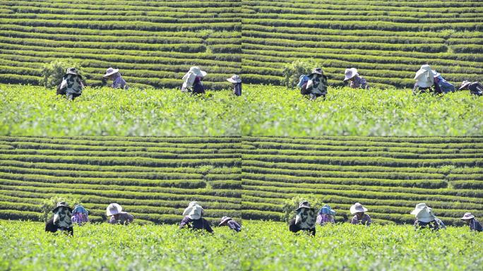 农民在茶园里采集茶叶