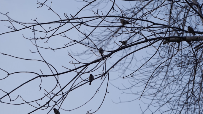 原创拍摄冬天树上的鸟