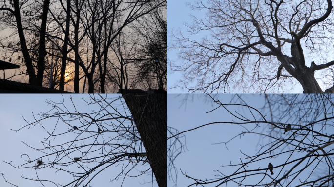 原创拍摄冬天树上的鸟