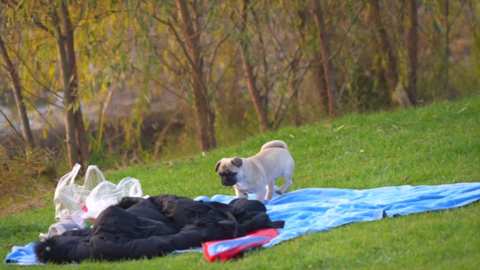 八哥犬宠物小狗在草坪上嬉戏