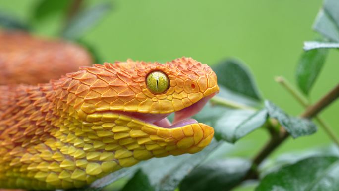 一条毒蛇大自然自然热带雨林物种种类