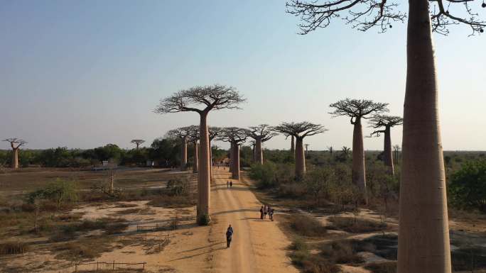 马达加斯加猴面包树的鸟瞰图
