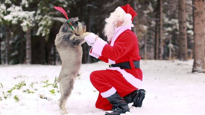 圣诞老人玩耍并拥抱他的狗