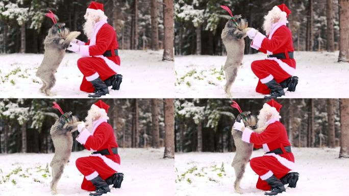 圣诞老人玩耍并拥抱他的狗