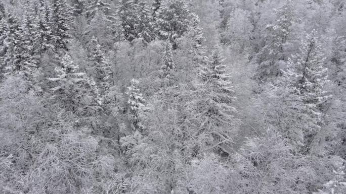 飞越美丽的冰雪覆盖的松树森林。