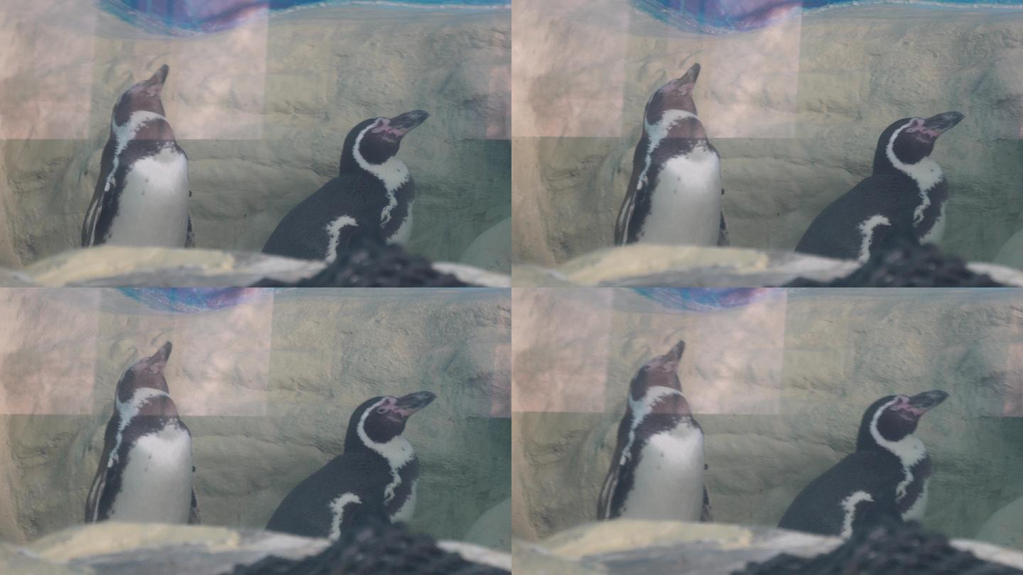 南极企鹅帝王企鹅动物园水族馆 (4)