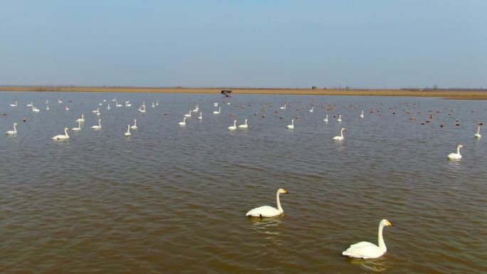 黄河滩航拍白天鹅与鸳鸯嬉戏